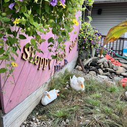Sloppy Duck - Ducks