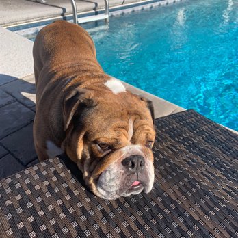Top Dog Grooming - Pet Groomers Near Me - Redding, California Top Dog Grooming - Pet Groomers Near Me - Redding, California