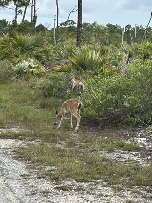National Key Deer Refuge Nature Center by null