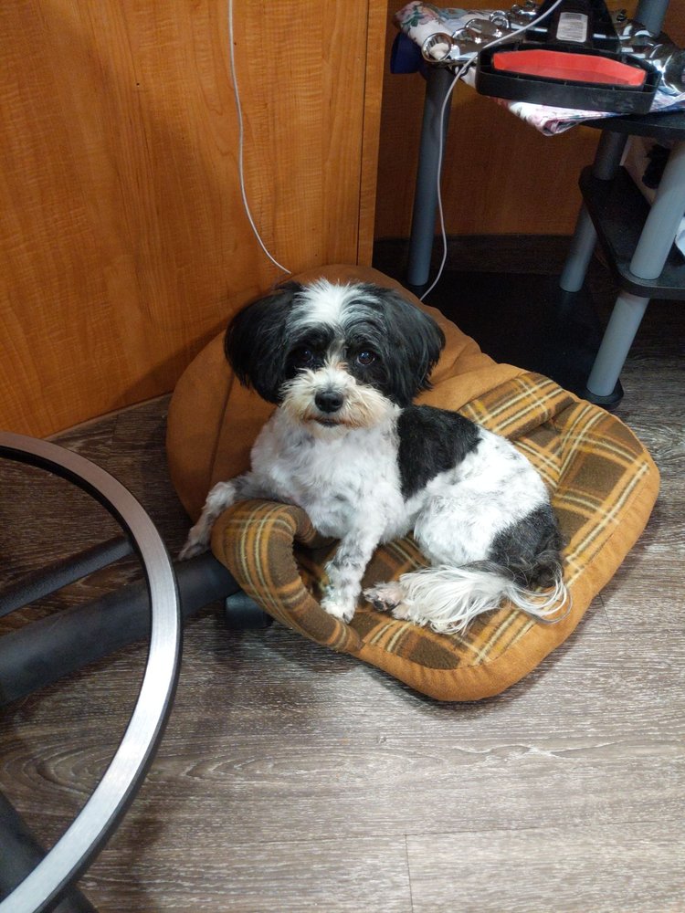 IRISH TOUCH PET GROOMING Updated October 2024 46 Photos 207 Broadway, Chesterton, Indiana