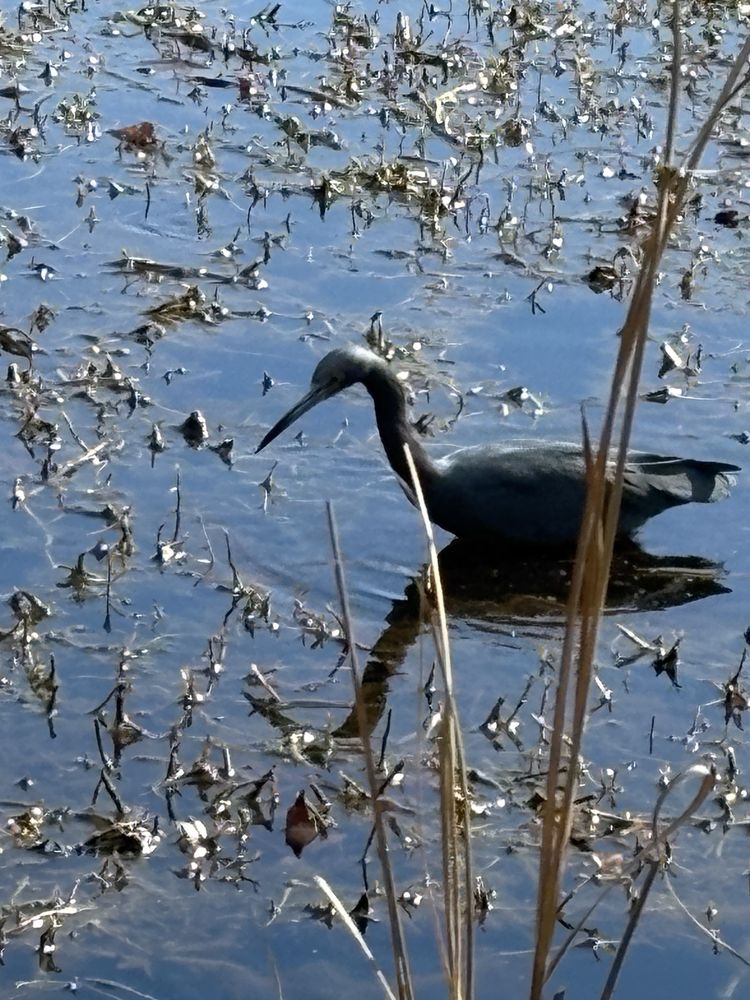 Caw Caw Interpretive Center County Park Logo
