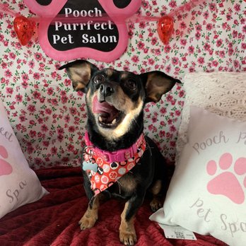 Pooch Purrfect Pet Spa - Pups - Pet Groomers Near Me - Dumfries, Virginia Pooch Purrfect Pet Spa - Pups - Pet Groomers Near Me - Dumfries, Virginia