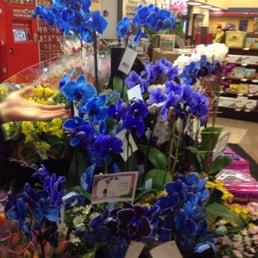 Blue Orchids