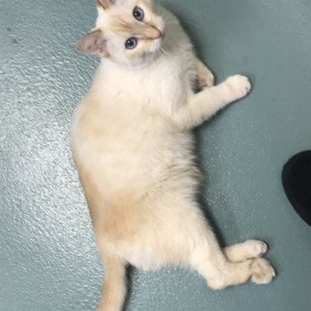 DFW Humane Society - Animal Shelters Near Me - Irving, Texas