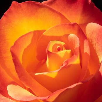 La Crescenta Nursery - Nurseries & Gardening Near Me - Glendale, California