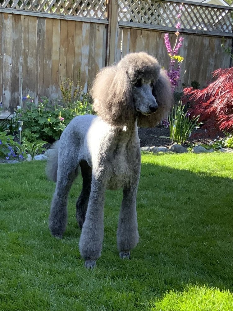 TOP DOG GROOMERS Updated September 2024 13 Reviews 142 16th St W