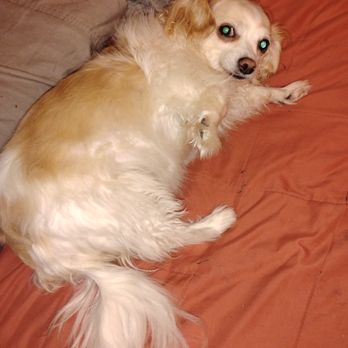 Vanity Fur Menifee - This was Ursula before Lucy had groomed her. - Pet Groomers Near Me