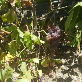 Kenny's Strawberry Farm - Grapes too! - Fruits & Veggies Near Me - Fallbrook, California