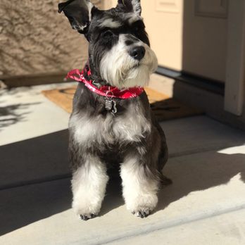Minerva's Pet Grooming - Pet Groomers Near Me - Tucson, Arizona Minerva's Pet Grooming - Pet Groomers Near Me - Tucson, Arizona