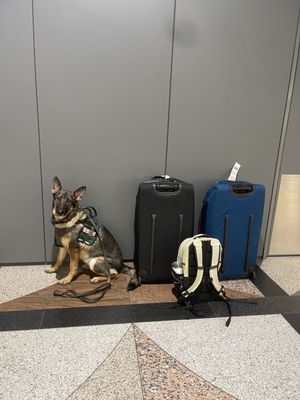 Falafel King by null