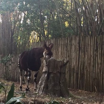 Gorilla Falls Exploration Trail - March 2017. - Amusement Parks Near Me - Lake Buena Vista, Florida