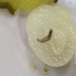 Penny's Diner - HEALTH INSPECTOR PLEASE SHUT THIS PLACE DOWN !!!!