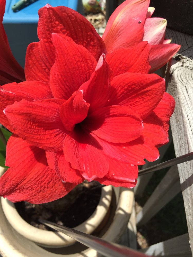 Hannah Lloyd, CSAC - grief counselor in Roanoke, VA