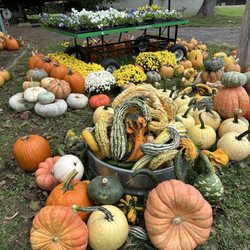 Albright farms