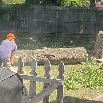 M & D's Trees - White ash near completion - Tree Services Near Me - Tulsa, Oklahoma M & D's Trees - White ash near completion - Tree Services Near Me - Tulsa, Oklahoma