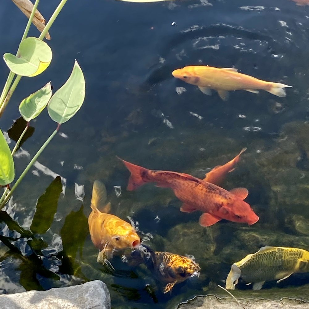 Four Town Farm - Koi - Fruits & Veggies Near Me - Seekonk, Massachusetts
