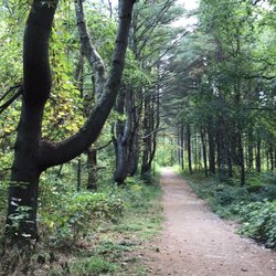 Naugatuck State Forest