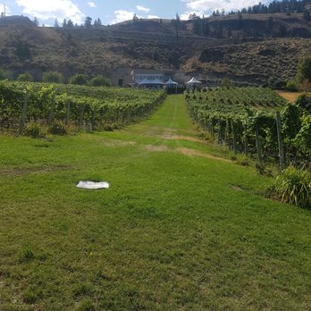 Evolve Cellars - a vineyard with a white frisbee in the foreground - Wineries Near Me - Penticton, British Columbia Evolve Cellars - a vineyard with a white frisbee in the foreground - Wineries Near Me - Penticton, British Columbia