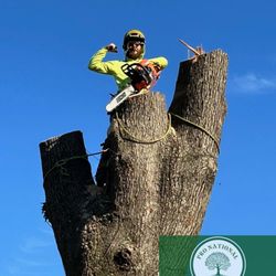 Pro National Tree Service - Pro National Tree Service is a local tree removal company in Cleveland, TX. We offer tree removal, trimming, and emergency service.