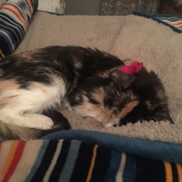 Phantom resting in her new home! Phantom resting in her new home!