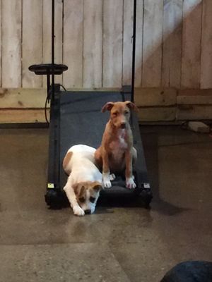 Puppy Love Dog Socialization Center & Spa by null