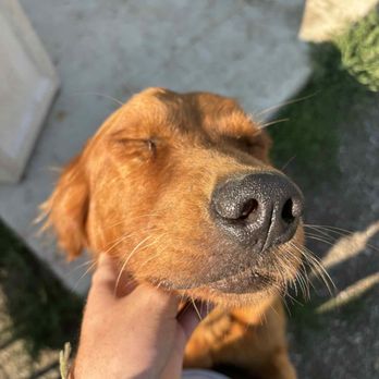 Spencer Scoops Dog Poop - Very cute dog - Pet Waste Removal Near Me Spencer Scoops Dog Poop - Very cute dog - Pet Waste Removal Near Me