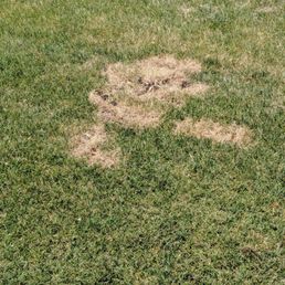 Damaged/dead grass left in my neighbors front yard due to the crew digging to find property stake. Damaged/dead grass left in my neighbors front yard due to the crew digging to find property stake.