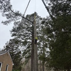 Art-Is-Tree - Pine tree removal with crane