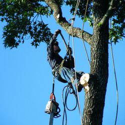 Broncos Tree Service