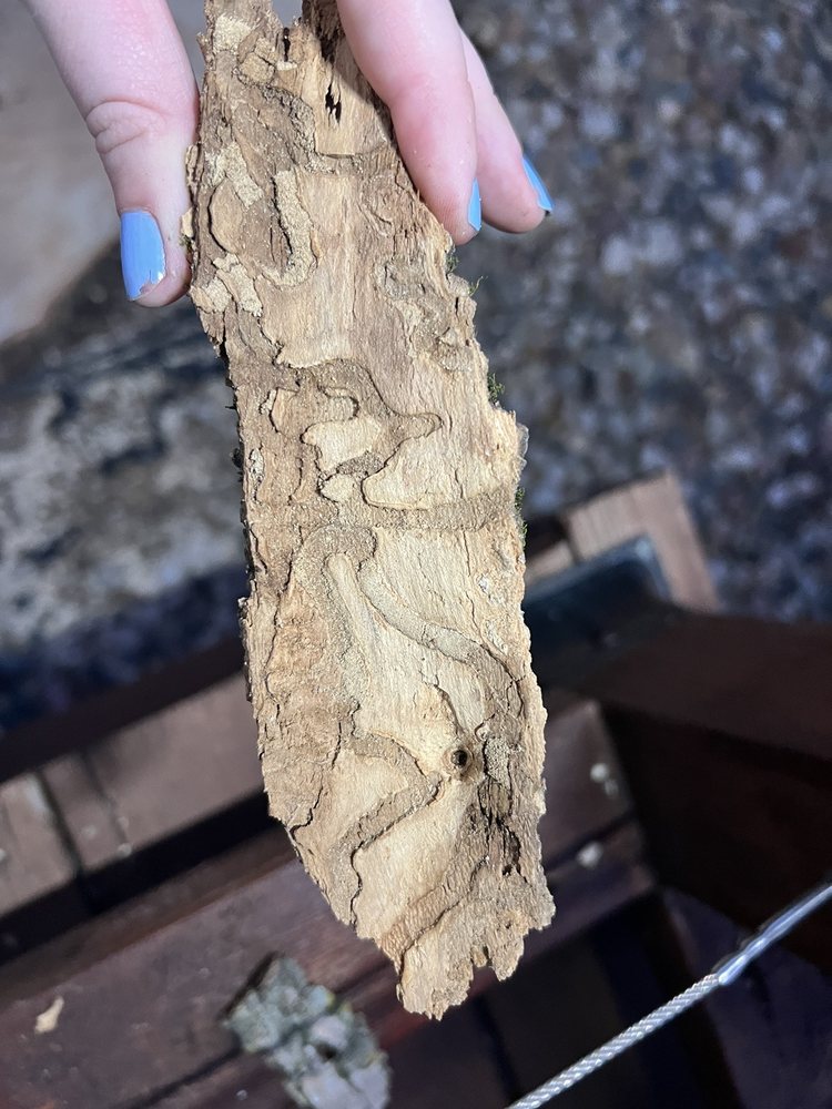 Greenspruce Maintenance - tree service in Des Moines, IA