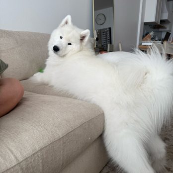 Scenthound Huntington Beach - My Samoyed is always so clean! - Pet Groomers Near Me - Huntington Beach, California Scenthound Huntington Beach - My Samoyed is always so clean! - Pet Groomers Near Me - Huntington Beach, California