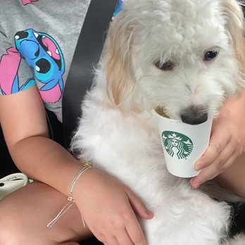Starbucks - Puppy-chino - Coffee & Tea Near Me - Tampa, Florida Starbucks - Puppy-chino - Coffee & Tea Near Me - Tampa, Florida