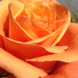 Asheboro Florist - Amazing roses