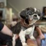 Photo of Pretty Pets Grooming