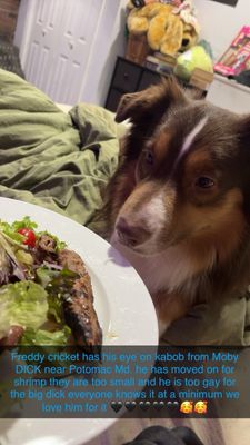 Moby Dick House of Kabobs North Bethesda by null