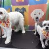 MJ's Pet Spaw & Boutique Mobile gift card