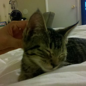 MeoowzResQ - "Tiger" our feral foster cat turned into the COOLEST little boy with a little TLC. - Animal Shelters Near Me