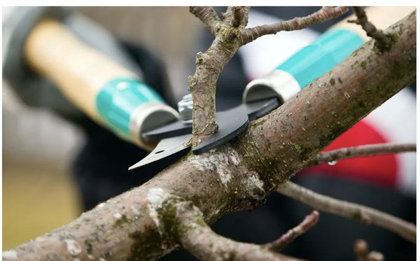 Tree Trimming & Pruning - Tree Trimming & Pruning