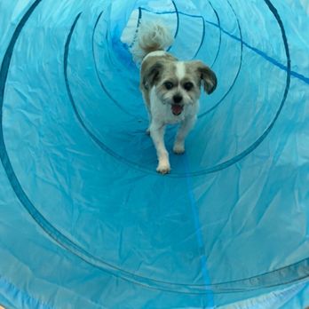 Buddies - Cody having fun at Boogie Time. - Pet Groomers Near Me - Las Vegas, Nevada