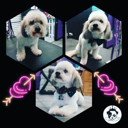 My Spoiled Pooch
