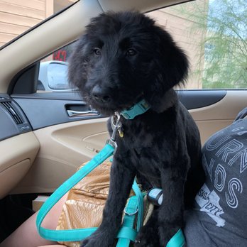 Top Dog Grooming - Pet Groomers Near Me - Mesa, Arizona