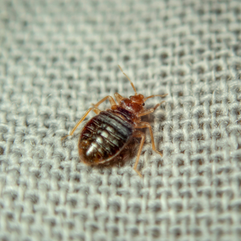 Pest Shield - Pest Control Near Me Pest Shield - Pest Control Near Me