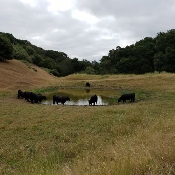 Pleasanton Ridge Regional Park - Waterhole - Parks Near Me - Pleasanton, California