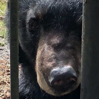 Popcorn Park Zoo - Zoos Near Me - Forked River, New Jersey