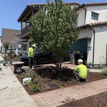Moon Valley Nurseries - Here is the Muskogee tree they planted in our front yard. - Nurseries & Gardening Near Me - Gilroy, California Moon Valley Nurseries - Here is the Muskogee tree they planted in our front yard. - Nurseries & Gardening Near Me - Gilroy, California