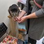 Leafy Paw Animal Care