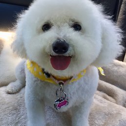 Bindi the Bichon Bindi the Bichon