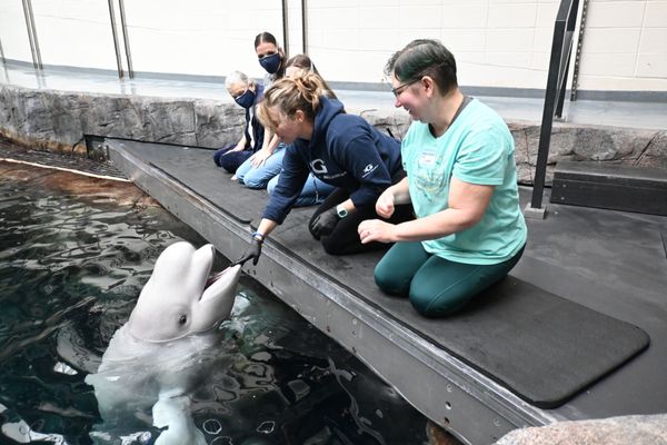 Georgia Aquarium by null Georgia Aquarium by null