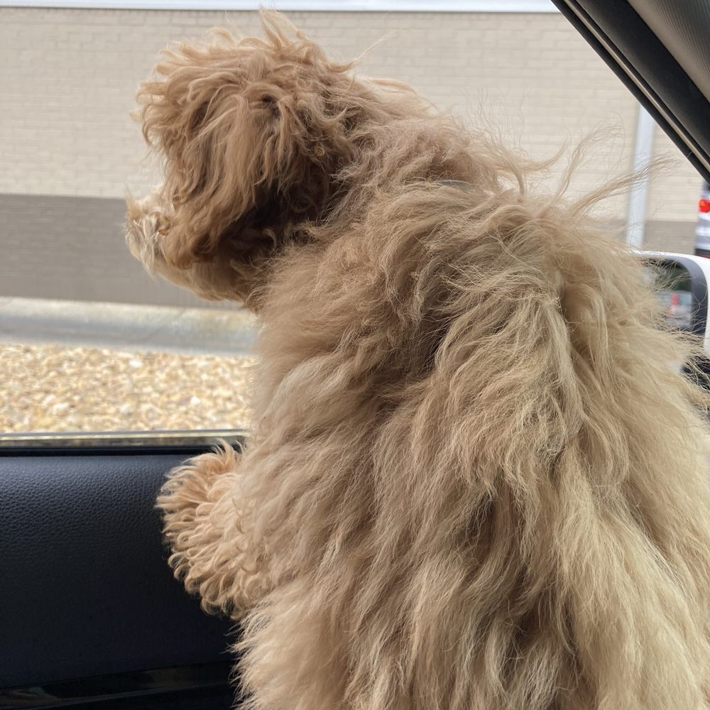 Tiffany's Pet Salon - before - Pet Groomers Near Me - Mint Hill, North Carolina