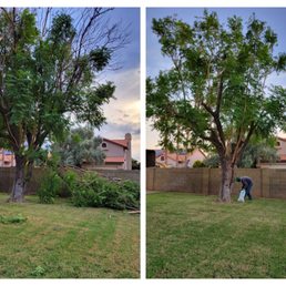Before/After of the damaged Jacaranda.